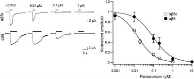Receptor subunit compositions underly distinct potencies of a muscle relaxant in fast and slow muscle fibers